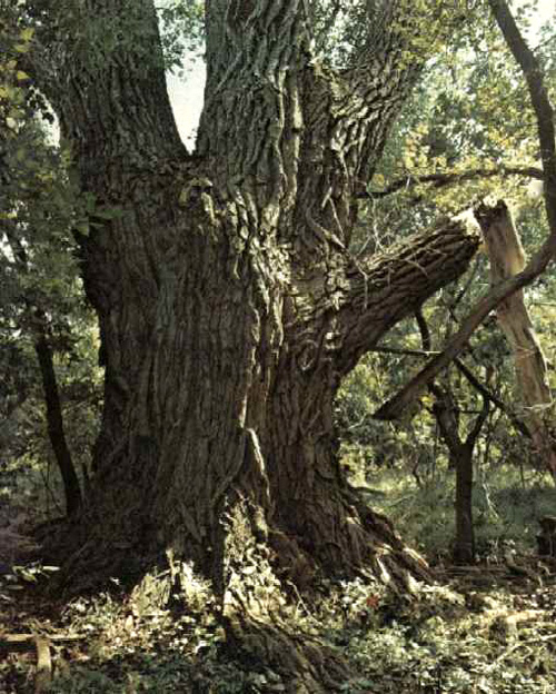 Landmark Cottonwood-1969